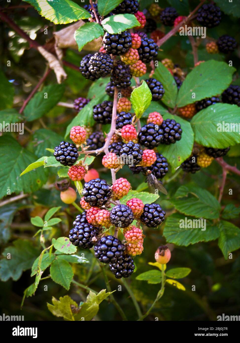 Blackberries ripening in Kentish hedgerow - Stock Photo