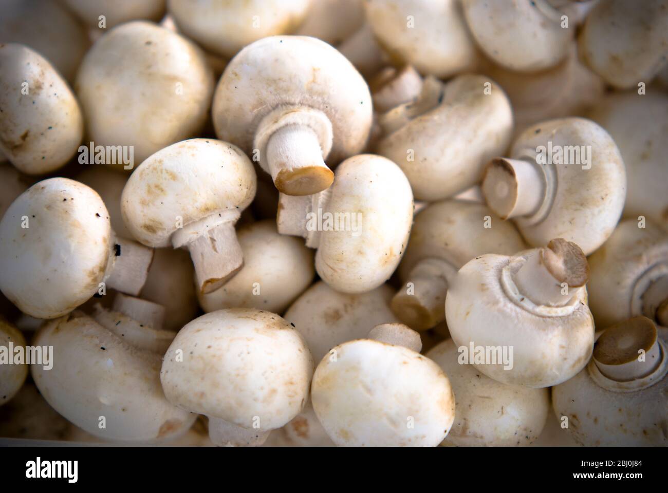 Whole, fresh raw baby mushrooms. - Stock Photo