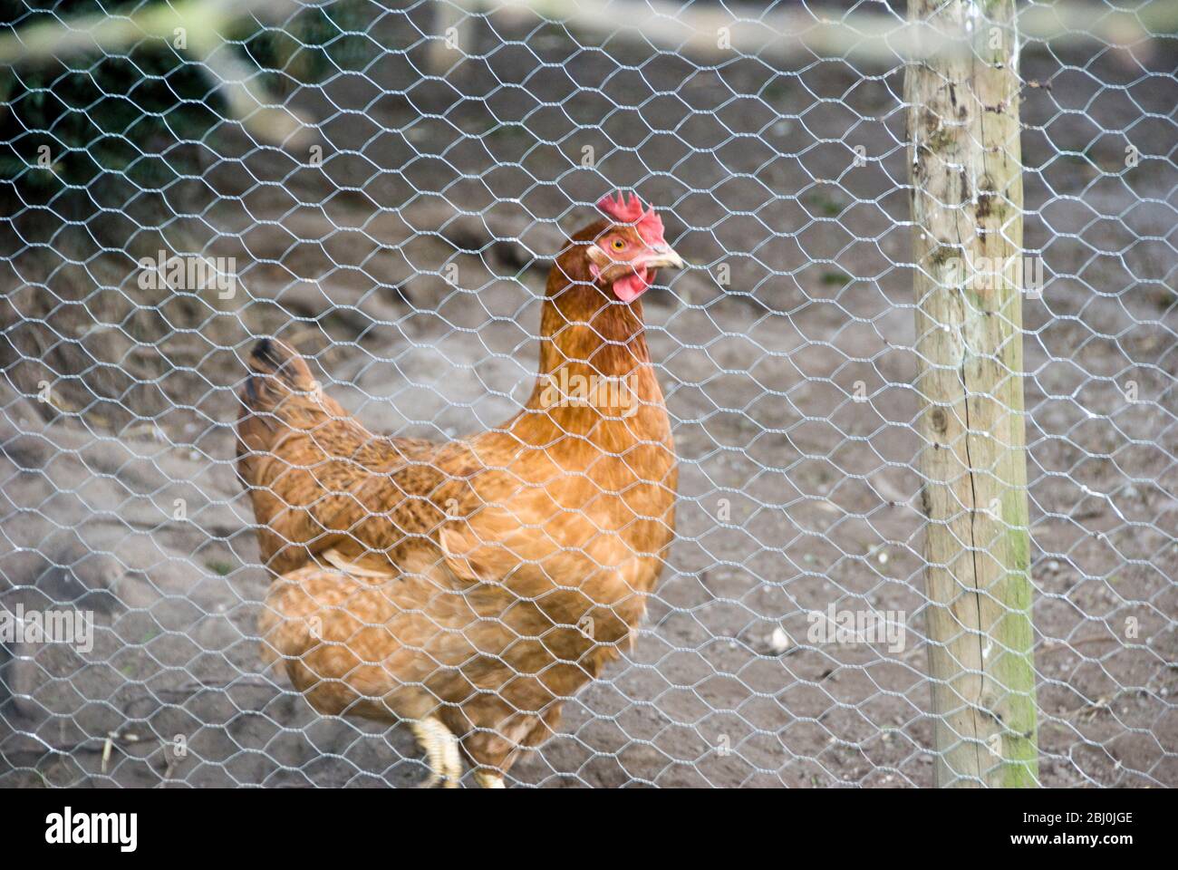 Chickens behind chicken wire in country garden - Stock Photo