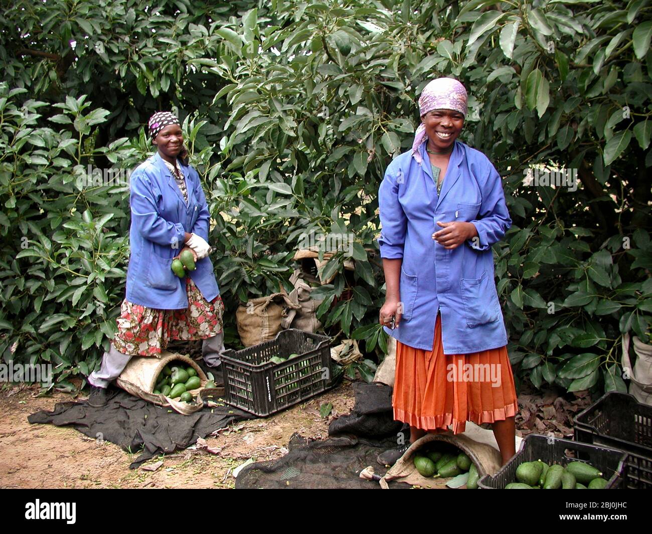 Workers at the Halls avocado farm in South Africa - Stock Photo