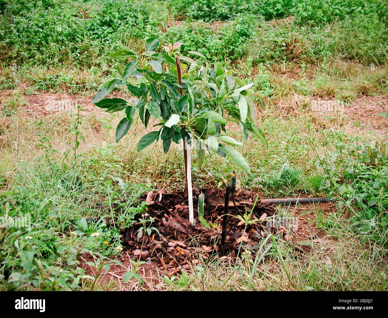 Newly planted avocado tree, Mataffin Farm, Nelspruit, Mpumalanga, South Africa - Stock Photo