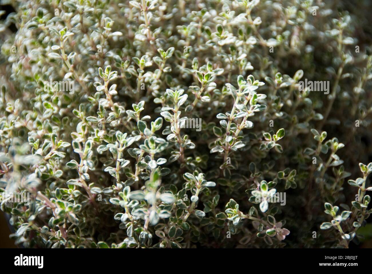 Fresh variegated thyme growing in pot Stock Photo