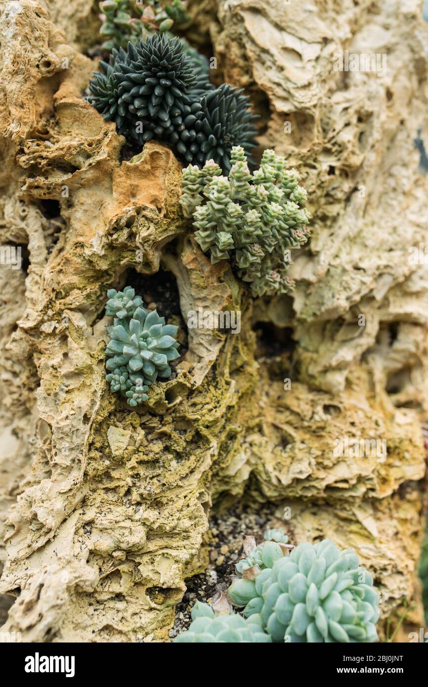 Rectangular arrangement of succulents; cactus succulents in a planter ...