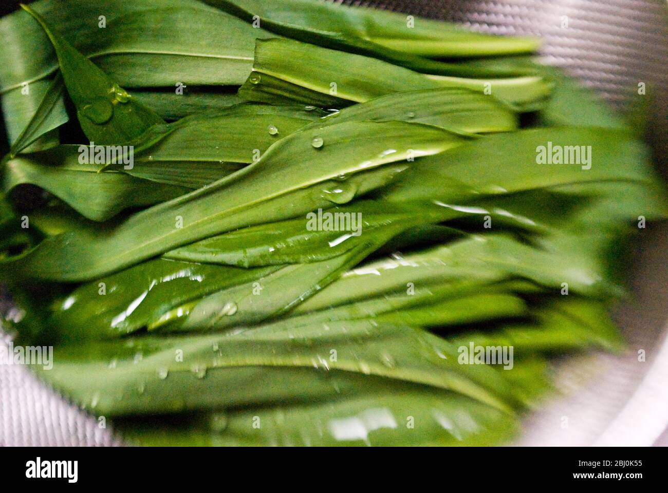 Freshly picked wid garlic leaves being rinsed before makeing wild garlic 'pesto'. - Stock Photo