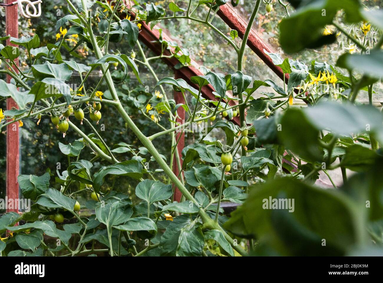 Tomatoes growing in greenhouse - Stock Photo