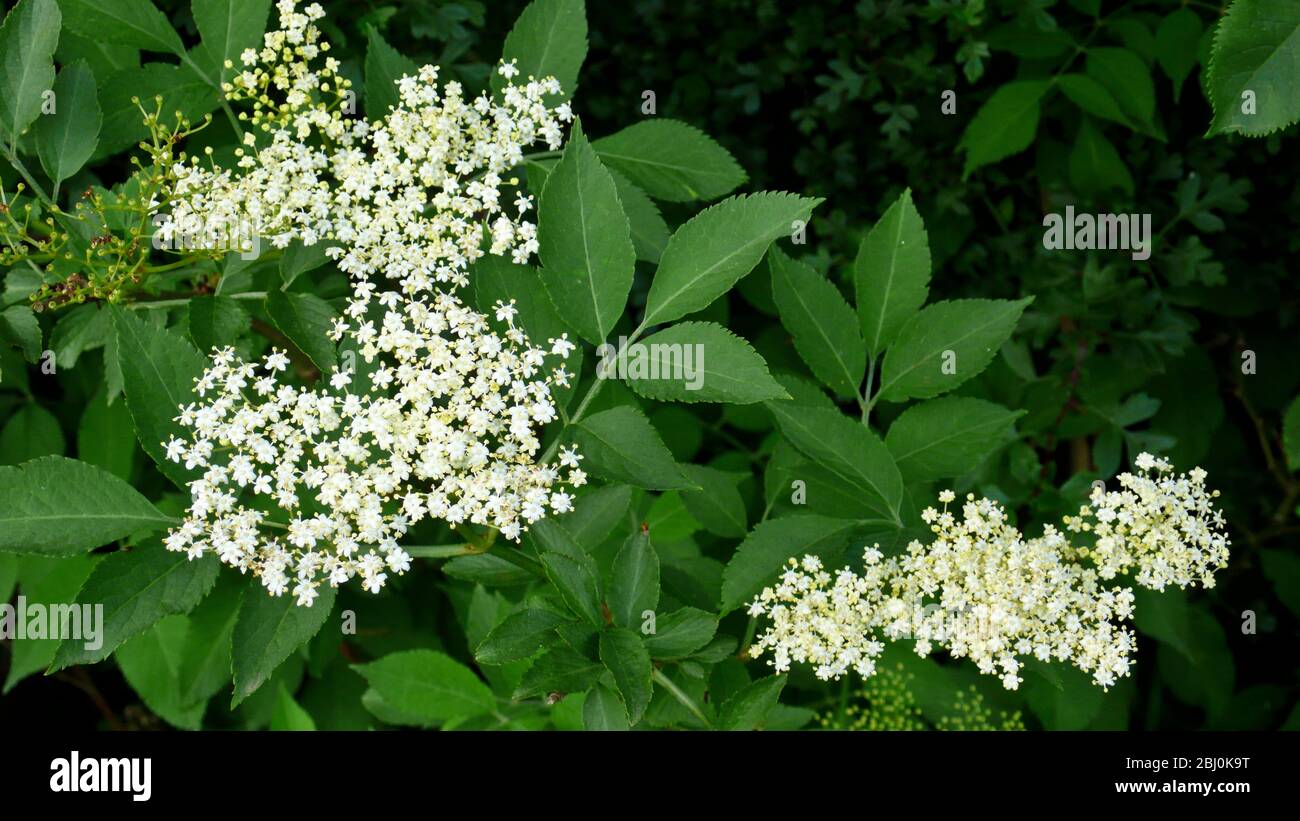 Elderflower on the bush, wih one head having already lost its flowers and is turning to berries - Stock Photo