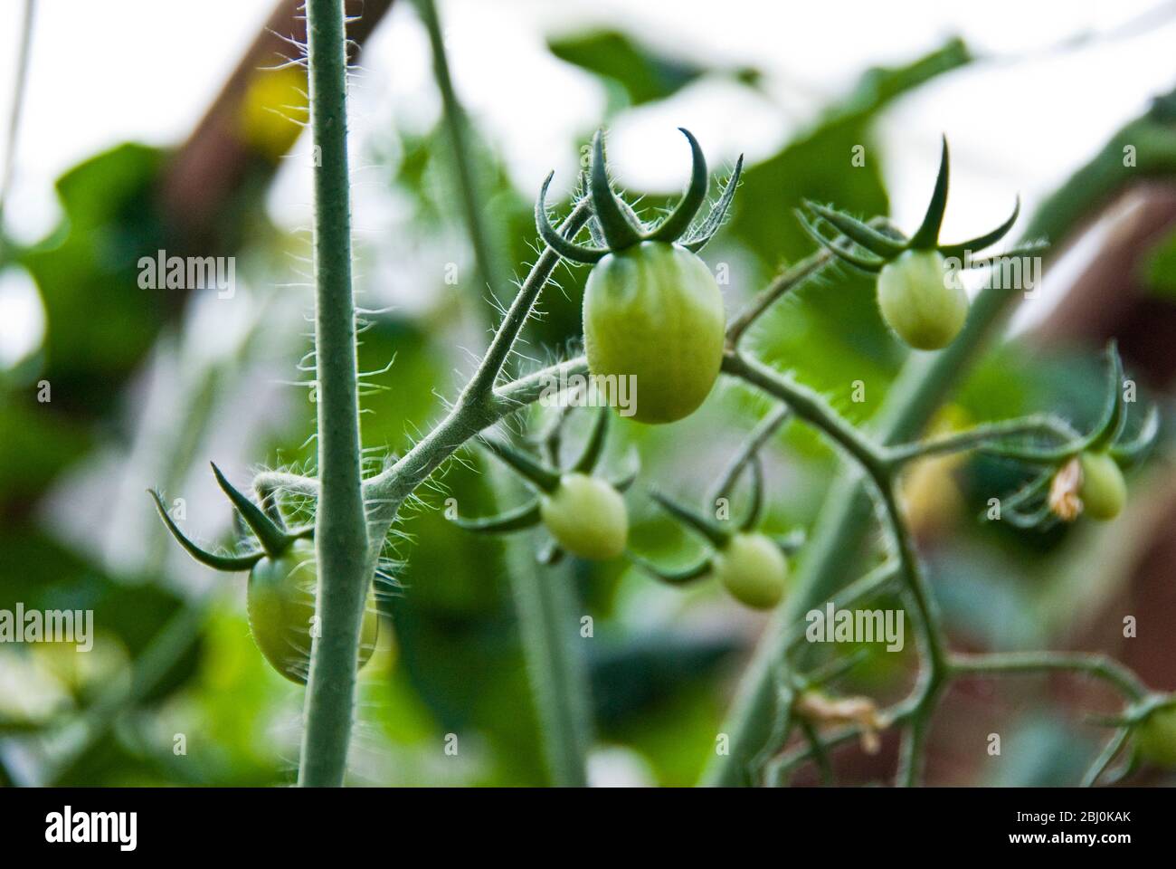 Tomatoes growing in greenhouse - Stock Photo