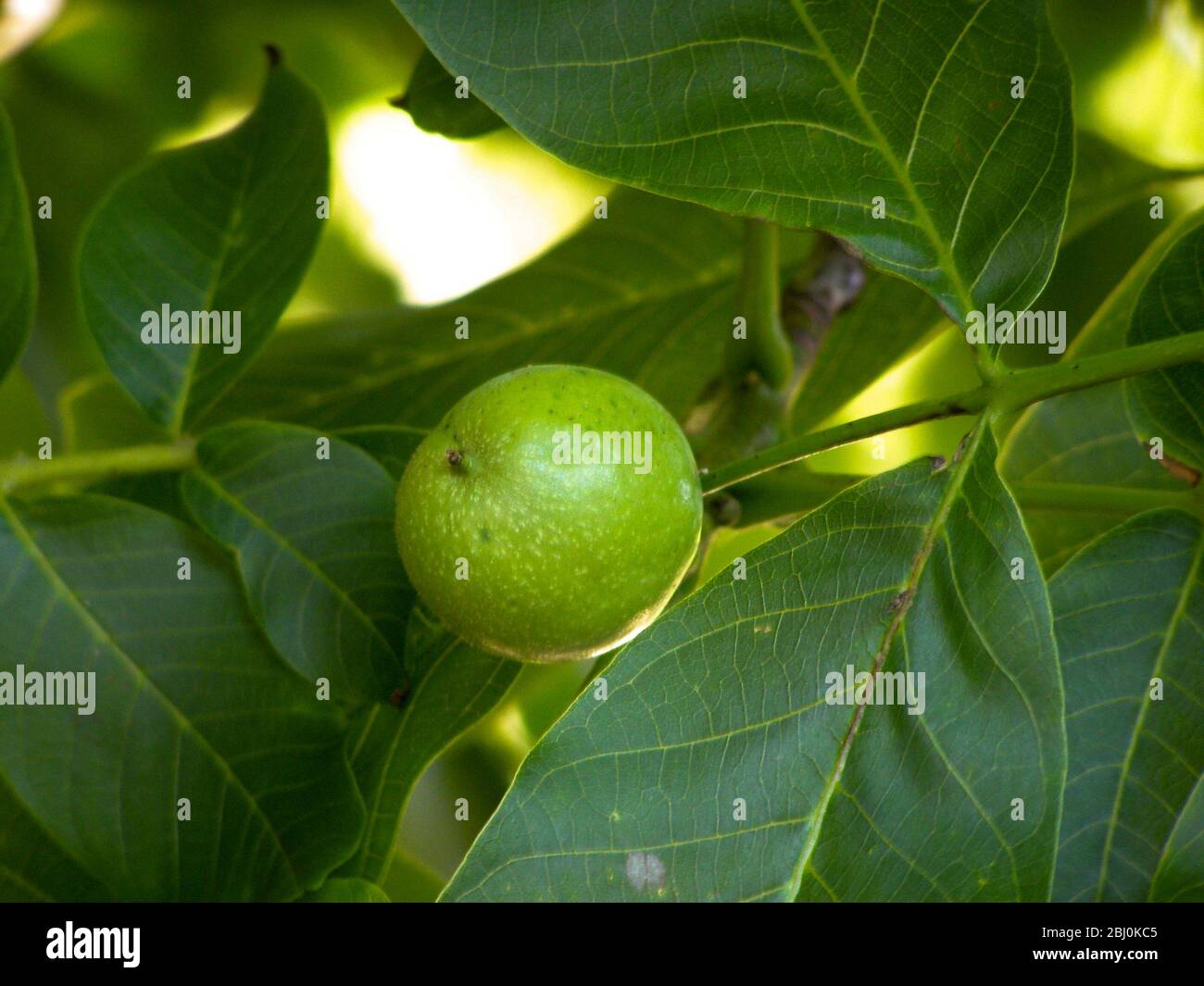 Walnut ripening on tree, Summer UK - Stock Photo