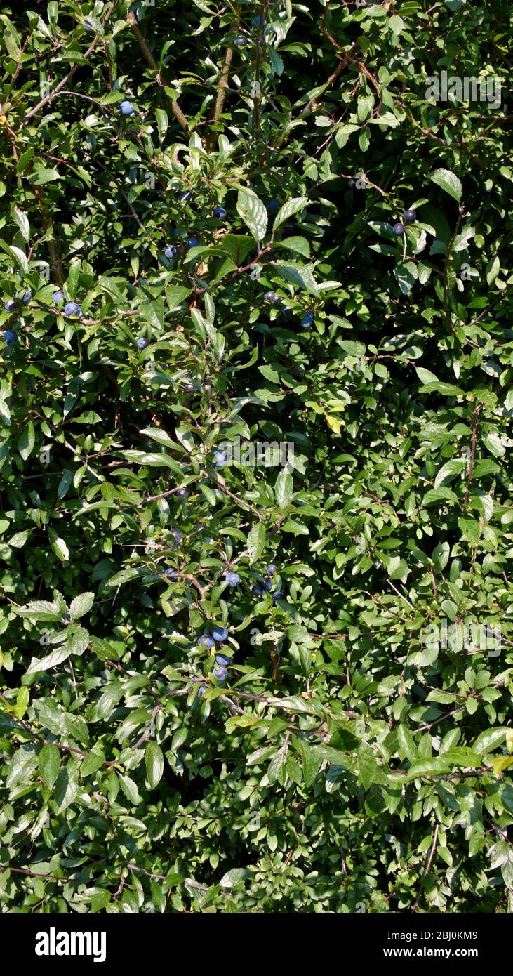 Sloes growing in blackthorn bushes in hedge in Kent UK - Stock Photo