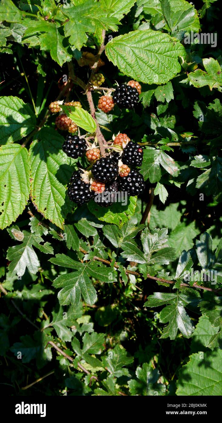 Ripening blackberries in hedge in Kent UK - Stock Photo