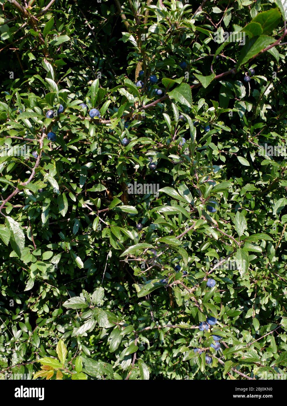 Sloes growing in blackthorn bushes in hedge in Kent UK - Stock Photo