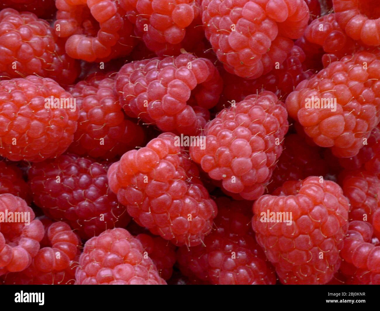 Fresh raspberies in closeup - Stock Photo