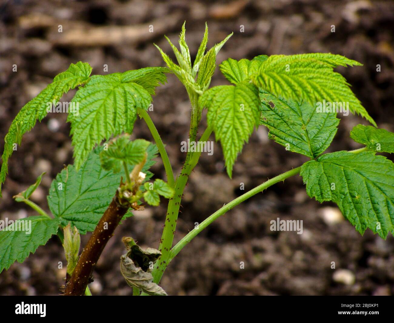 Young raspberry cane recently planted - Stock Photo