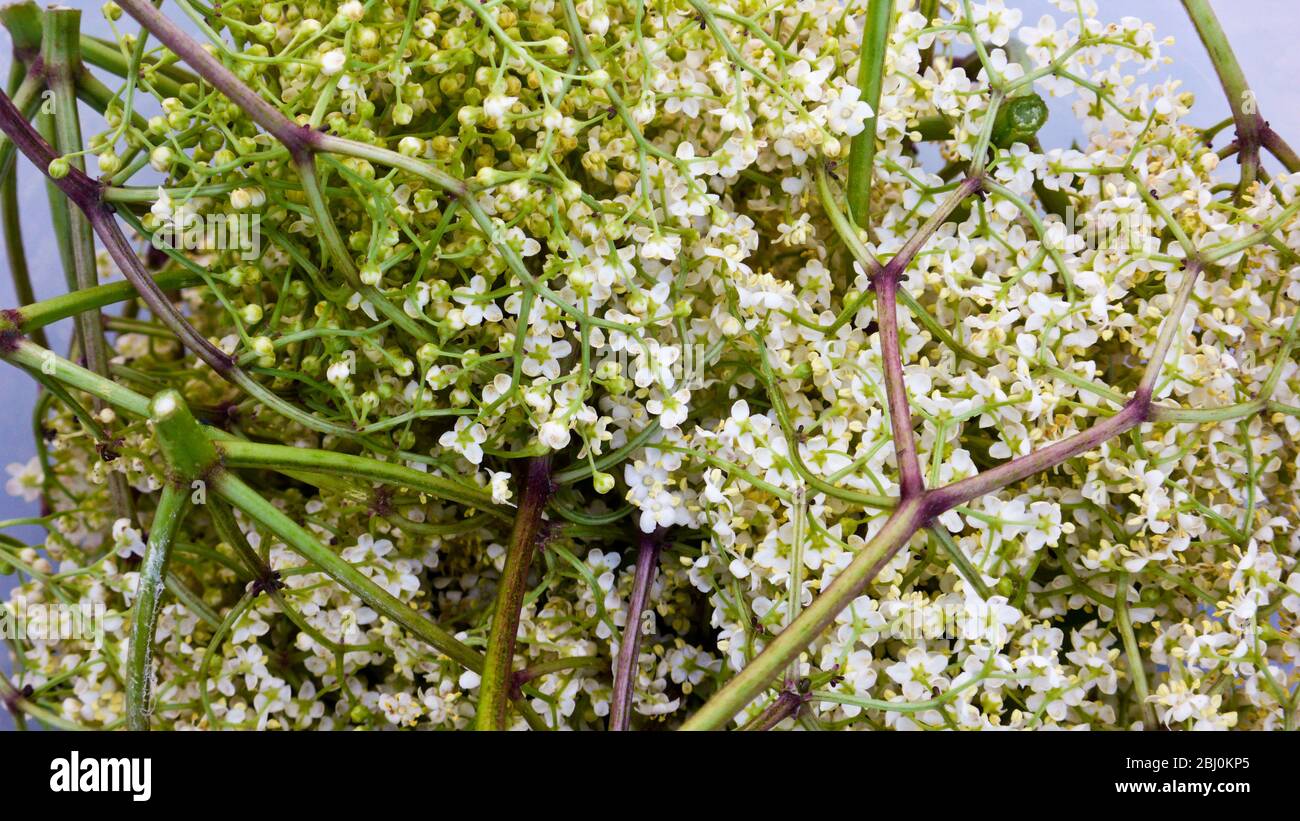 Freshly picked elderflowers, washed and ready to be made into Elderflower cordial - Stock Photo