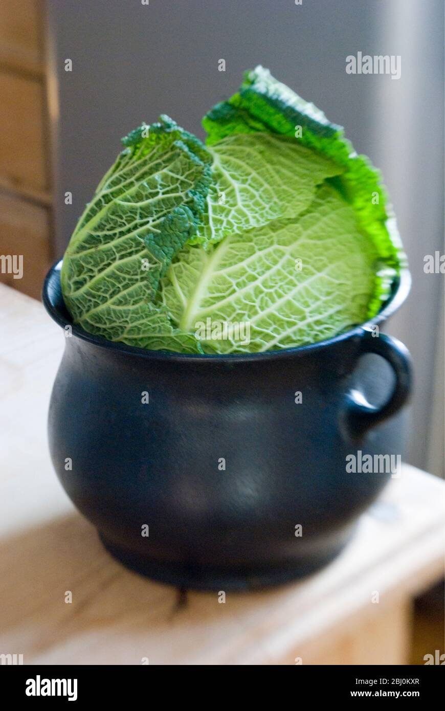 Cabbage sitting in iron cooking pot in kitchen - Stock Photo