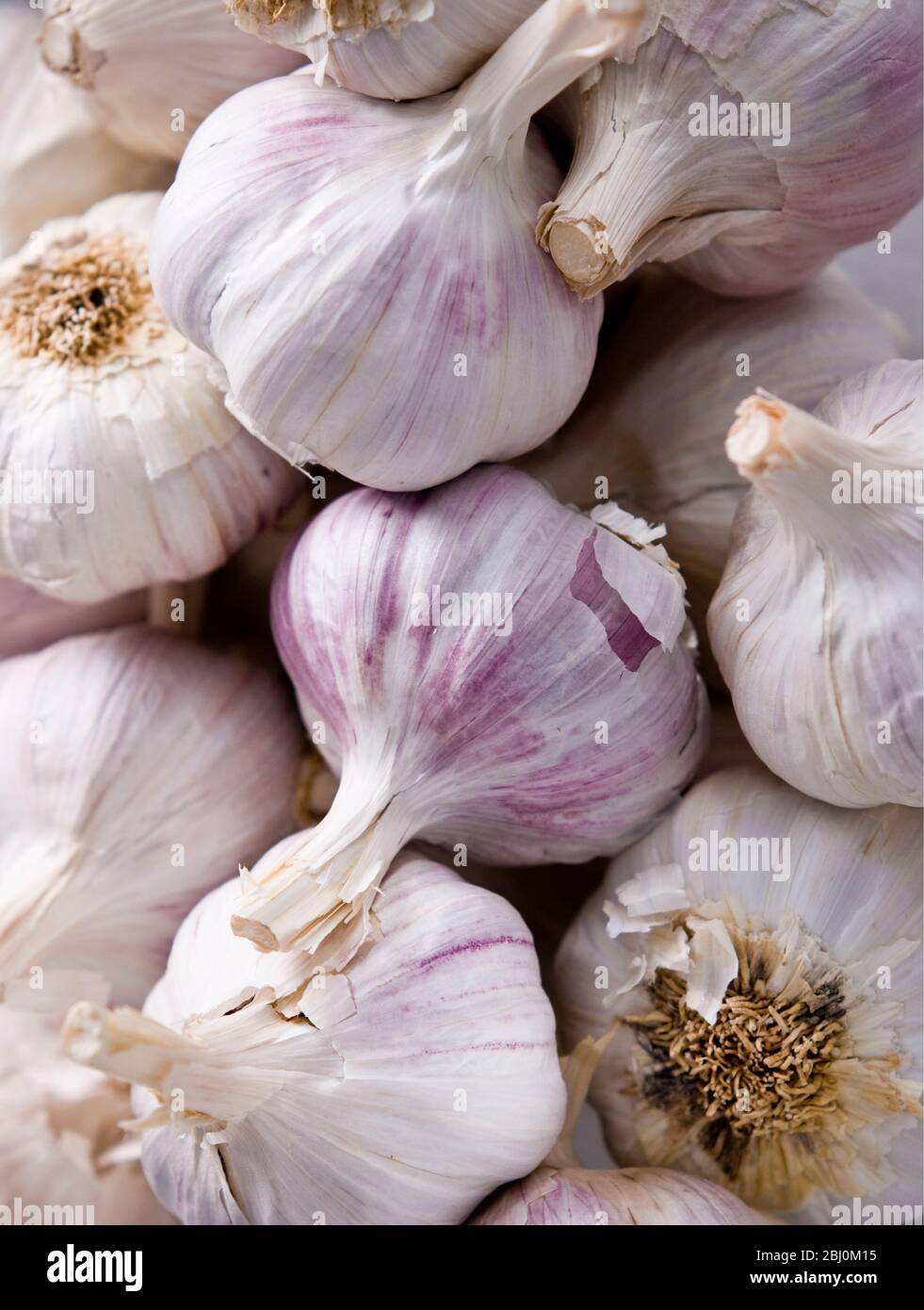 Lots of garlic bulbs - Stock Photo