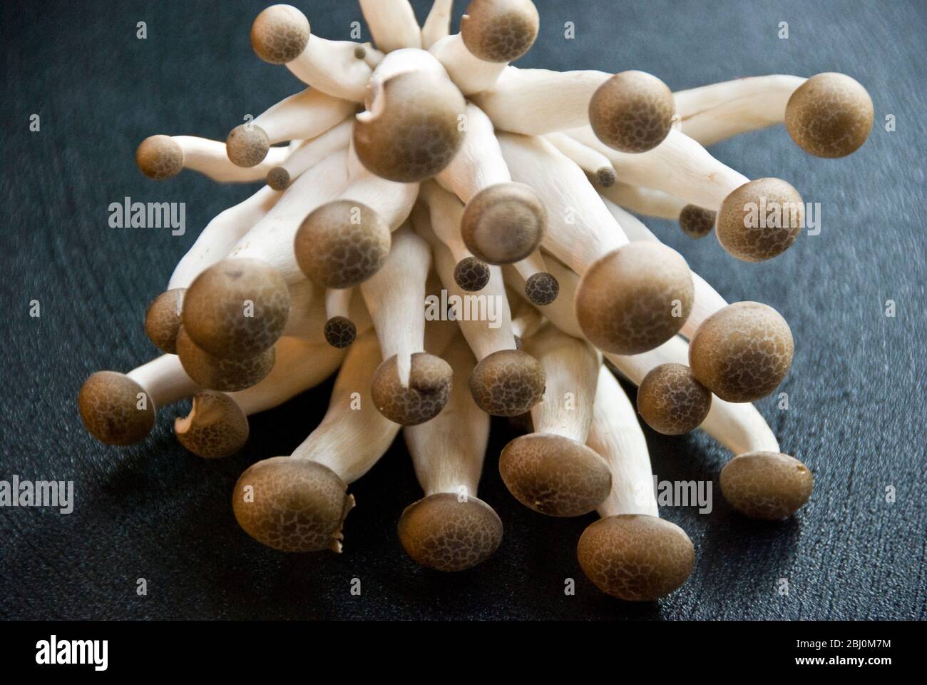 Exotic cultivated mushrooms Brown Clamshell Stock Photo Alamy