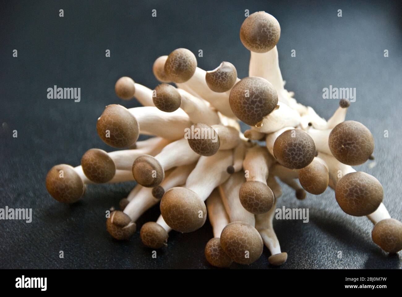 Exotic cultivated mushrooms Brown Clamshell Stock Photo Alamy