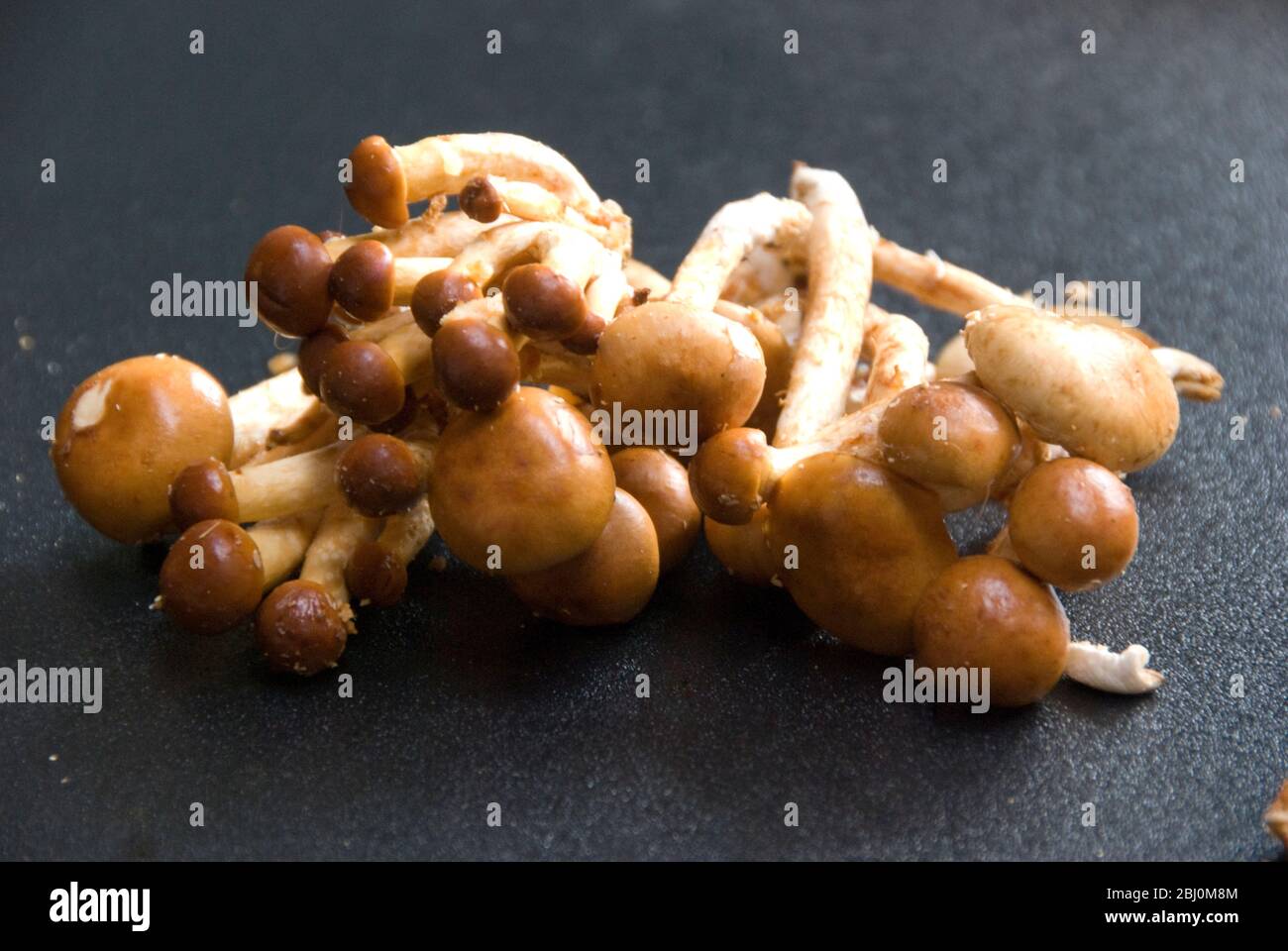 Exotic cultivated mushrooms - Cinnamon Cap - Stock Photo