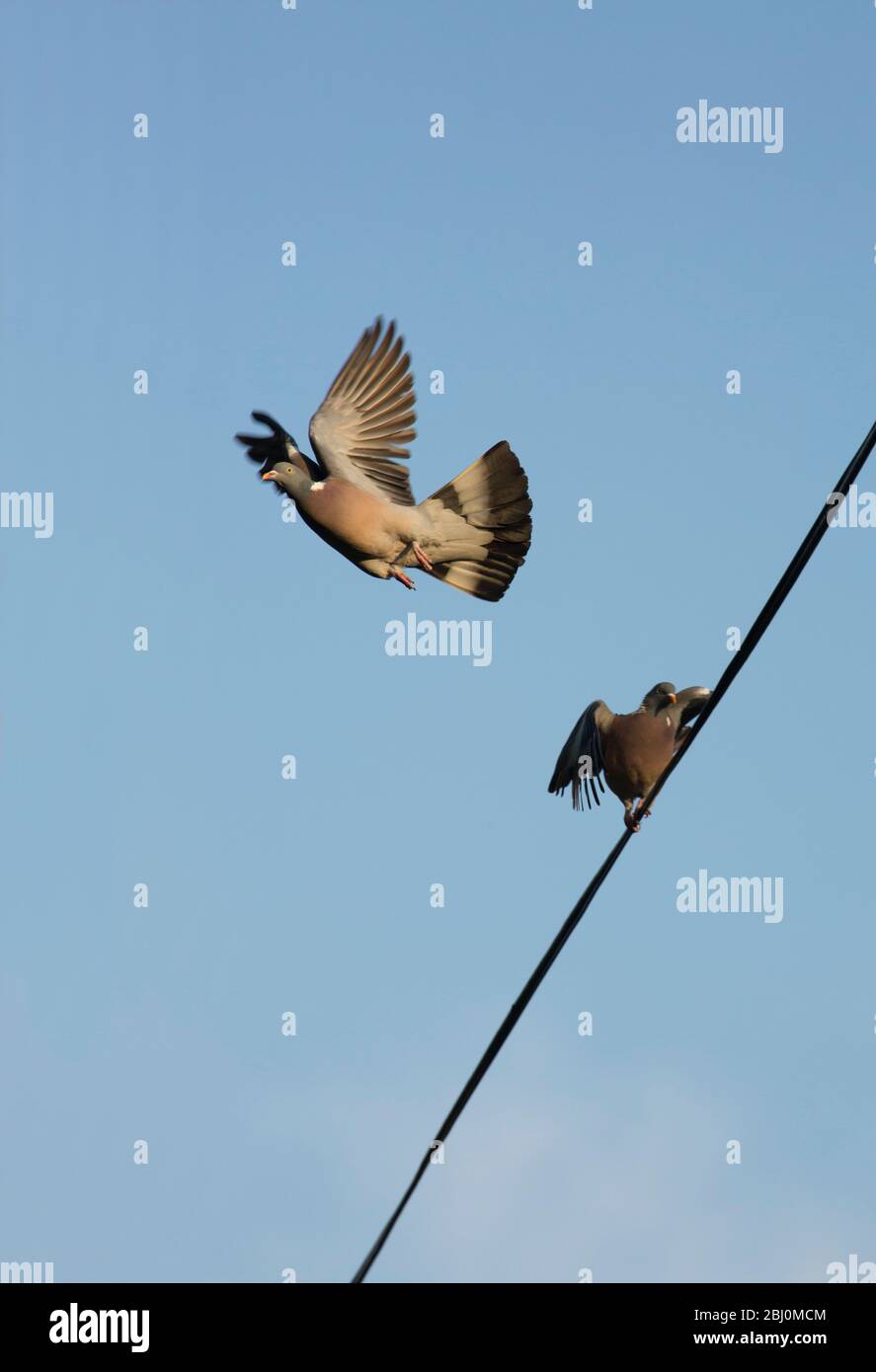 Two wood pigeons, Columba palumbus, one flying and one perched on a communications wire in springtime close to housing in springtime. North Dorset Eng Stock Photo