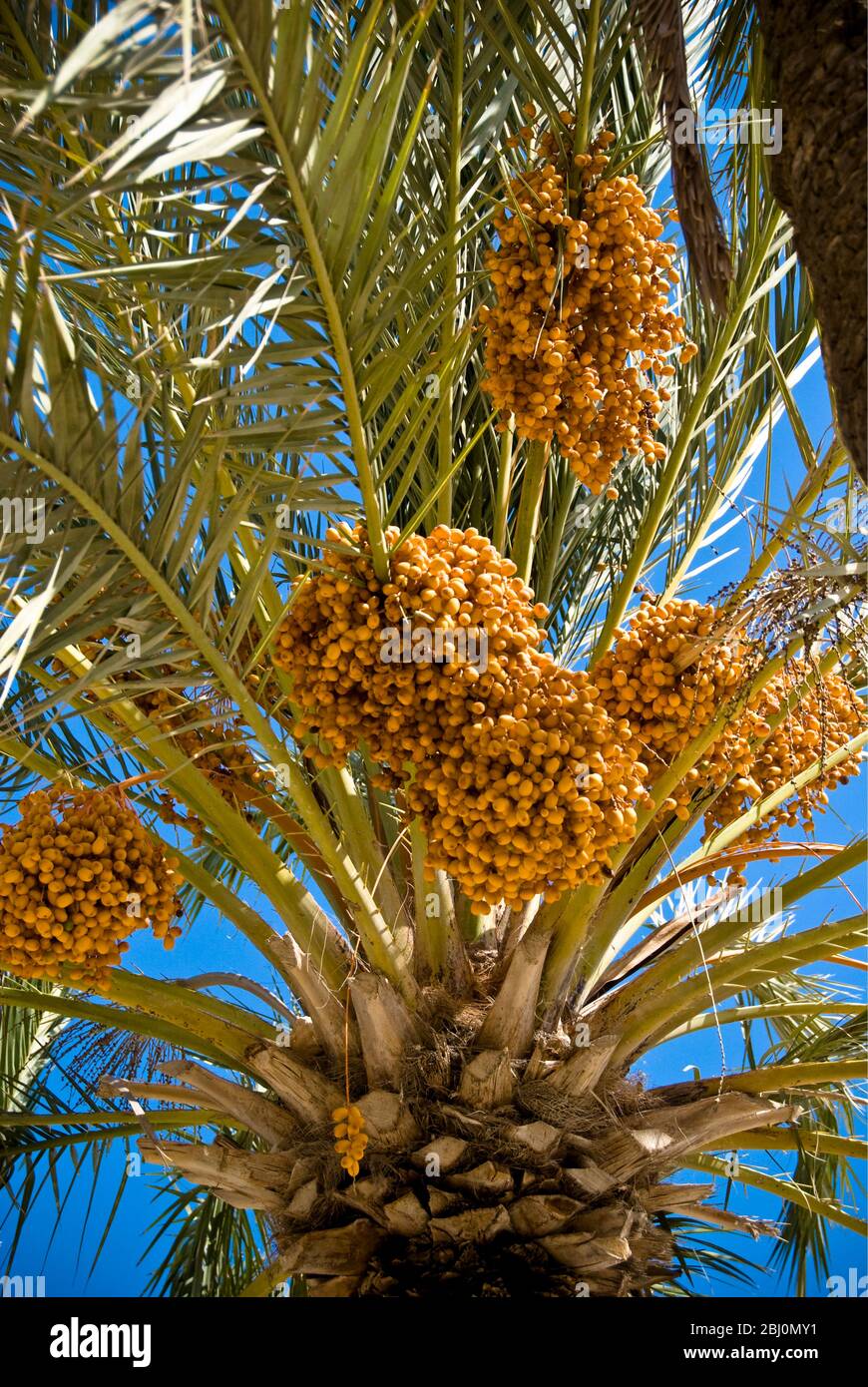 Date palms in gardens of Hala Sultan Tekkesi mosque, Larnaca, Cyprus - Stock Photo