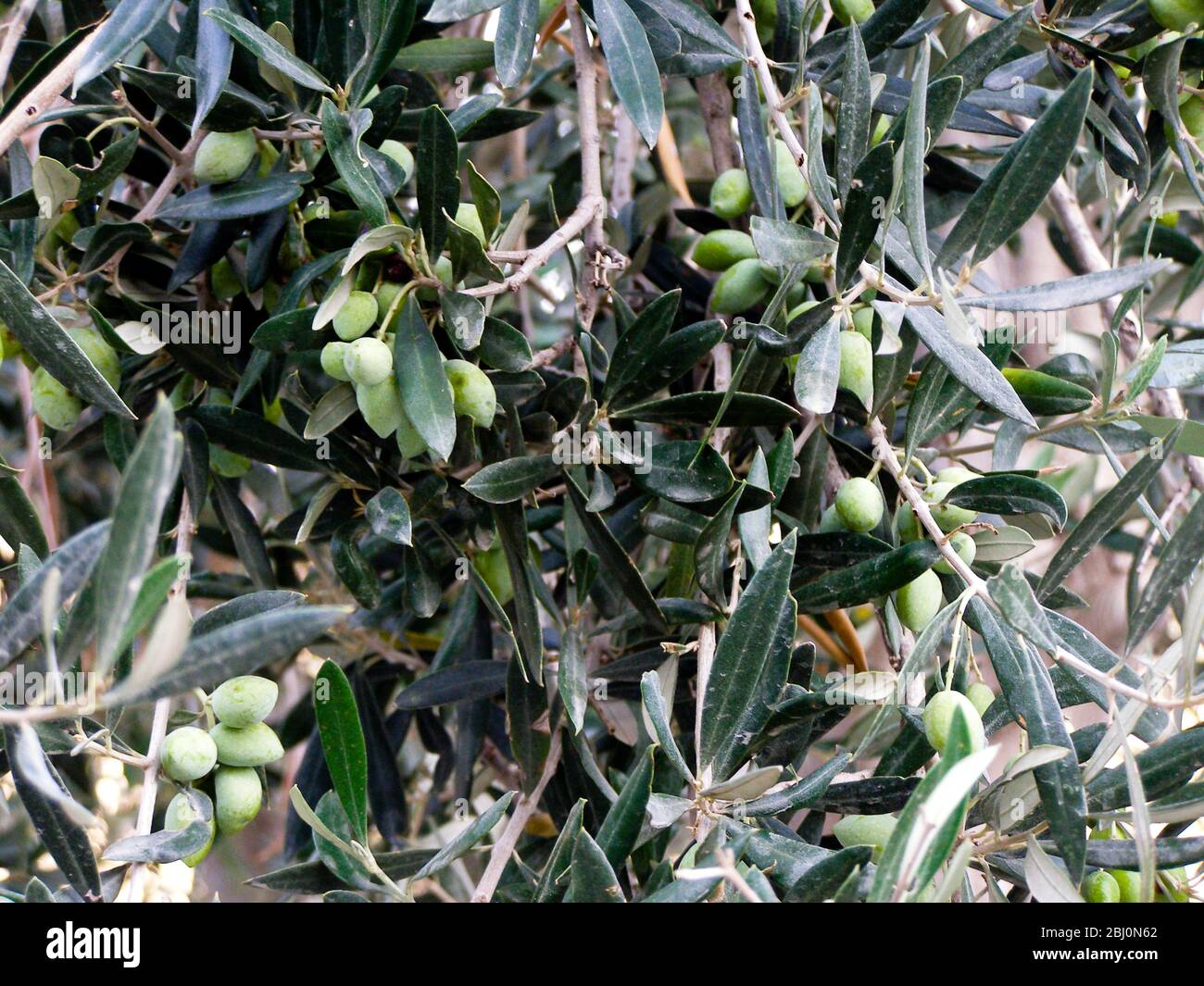 Olives ripening on tree in southern Cyprus - Stock Photo
