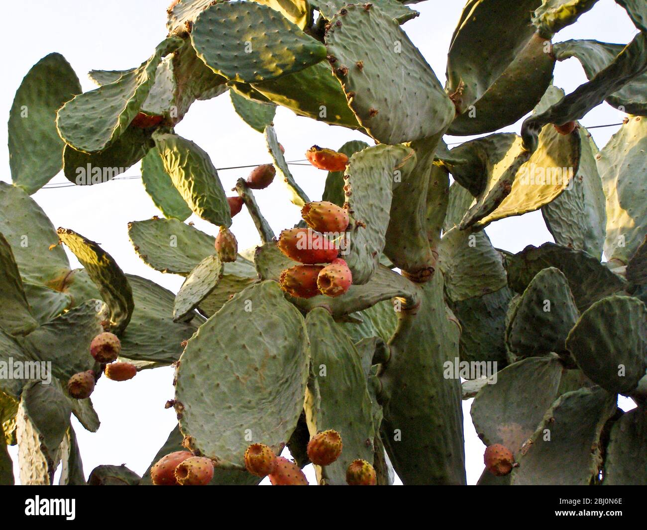 Prickly pear plant with profusion of fruit - Stock Photo