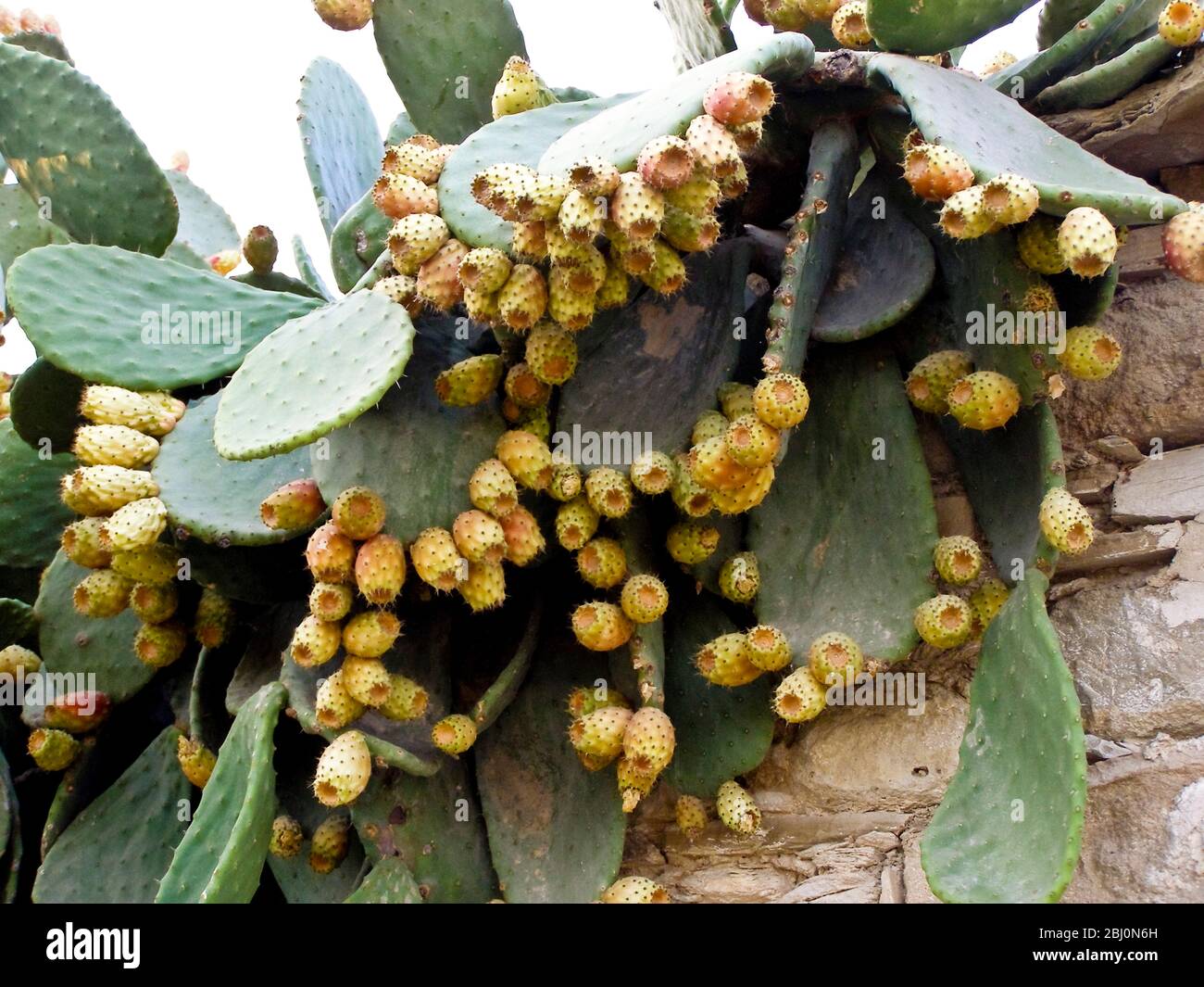 Prickly pear plant with profusion of fruit - Stock Photo