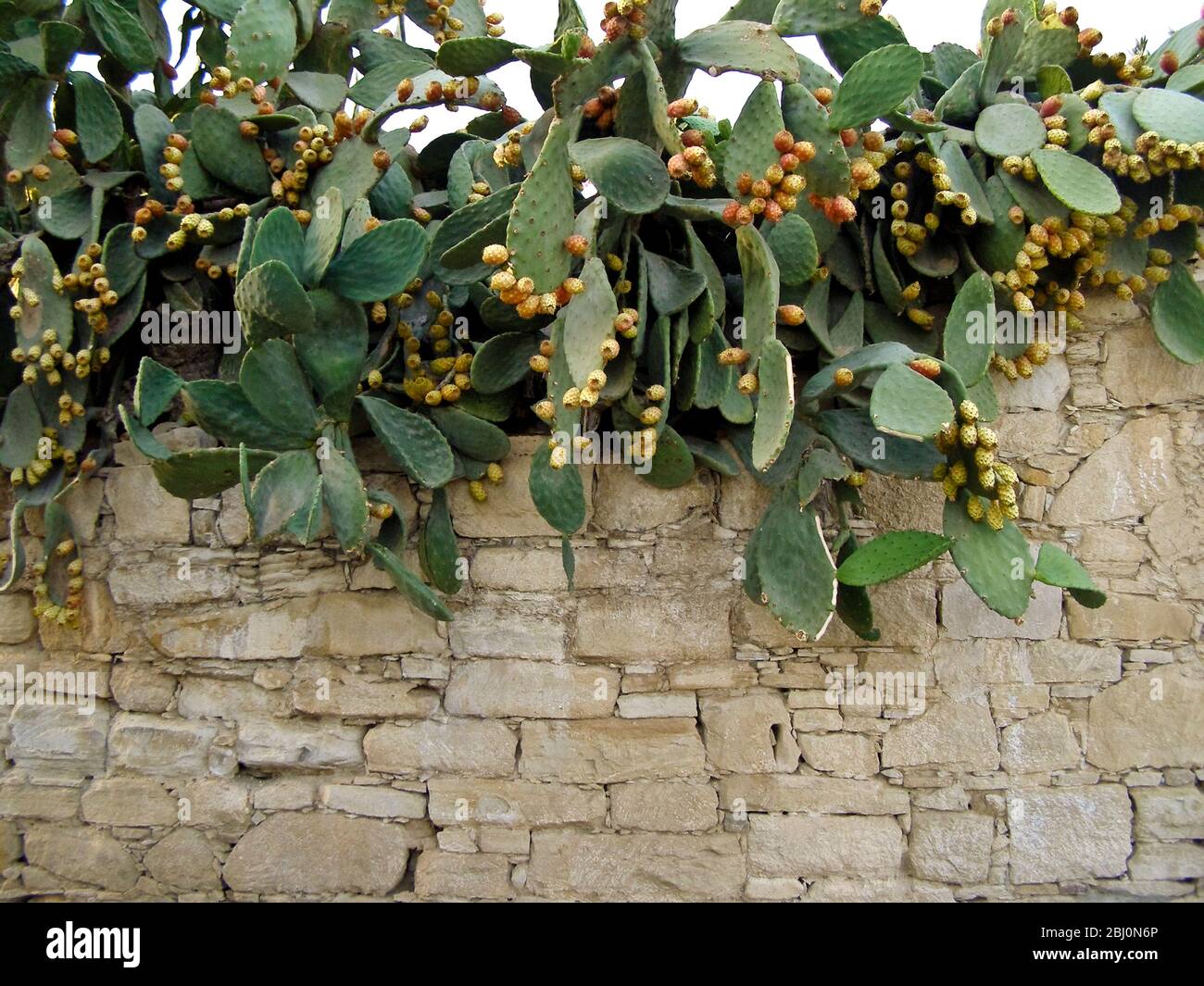 Prickly pear plant with profusion of fruit - Stock Photo