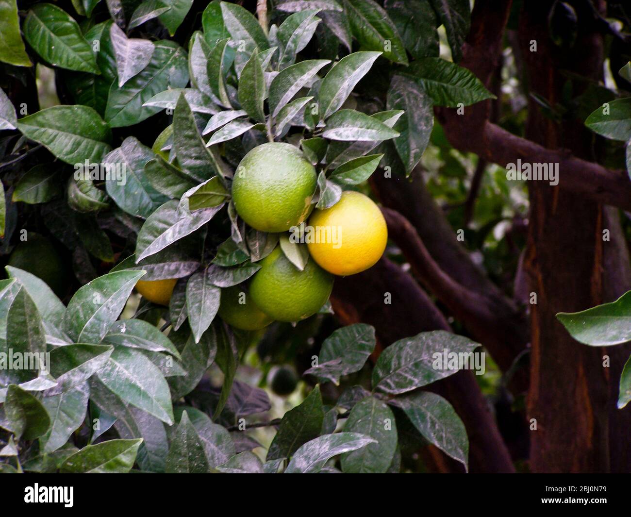 Oranges ripening on the trees in southern Cyprus Stock Photo - Alamy