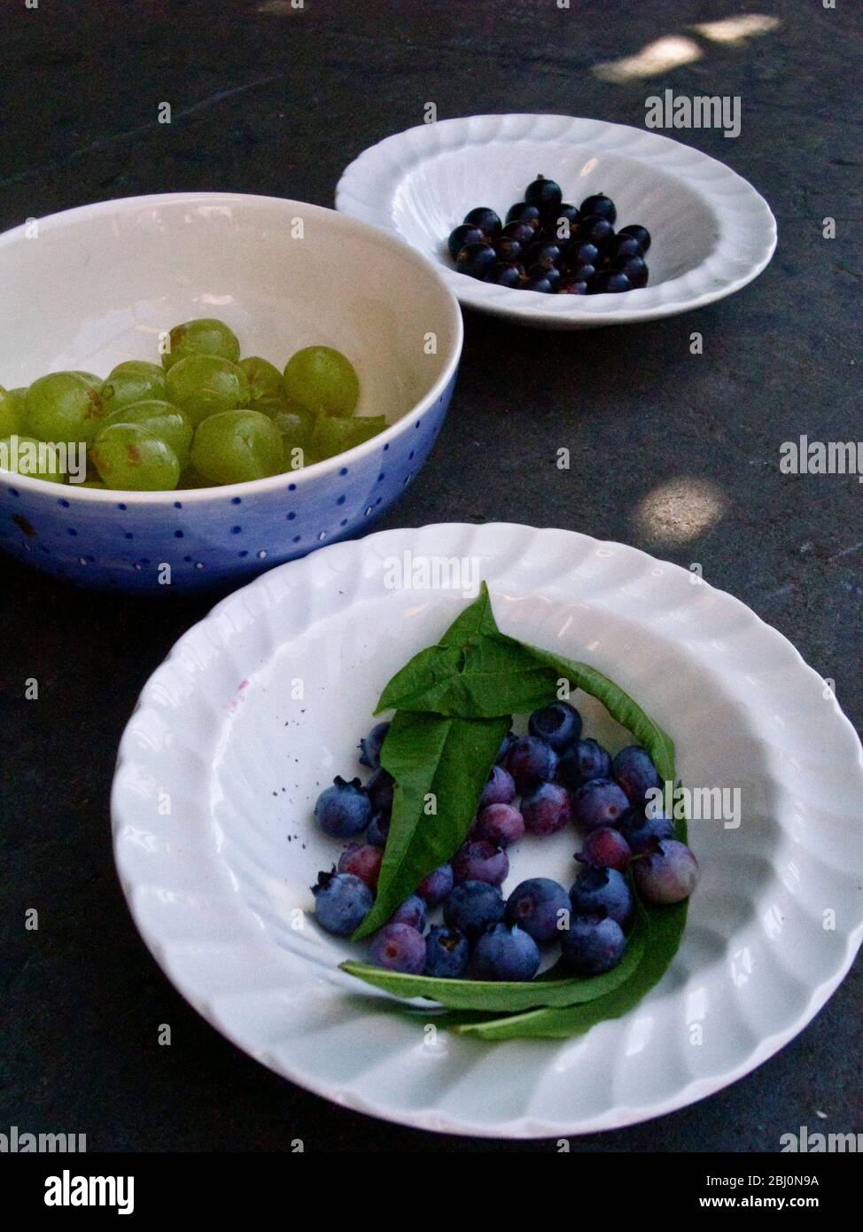 Blueberries, blackcurrants and gooseberries freshly picked in productive summer garden. Kent UK - Stock Photo