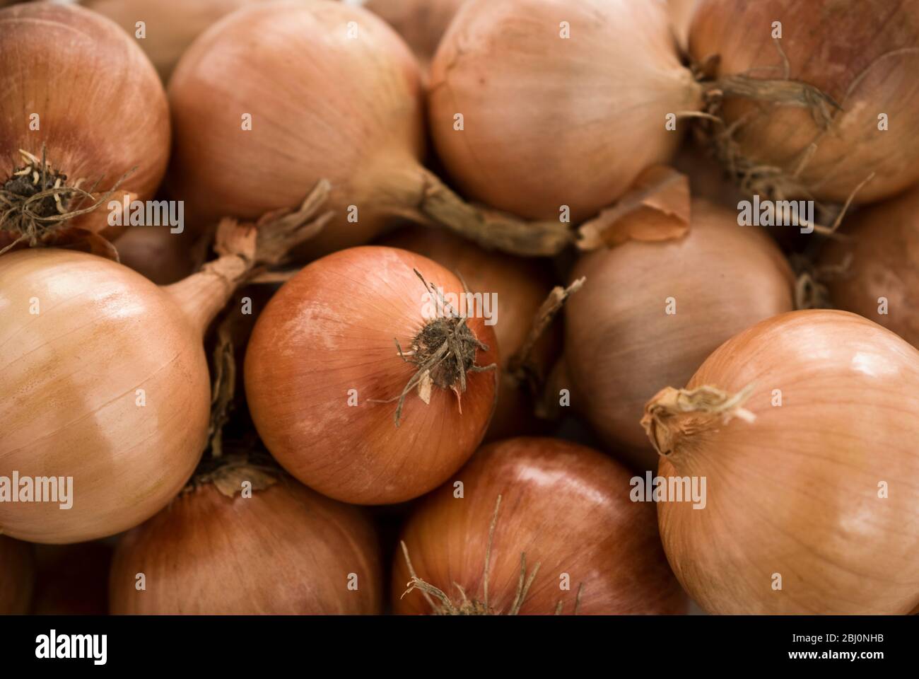 Massed whole raw onions - Stock Photo