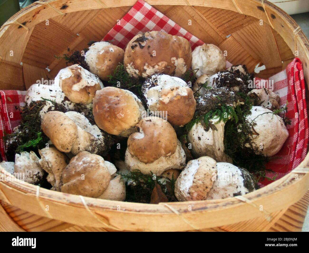 Basket of freshly picked young penny bun mushrooms before cleaning - Stock Photo