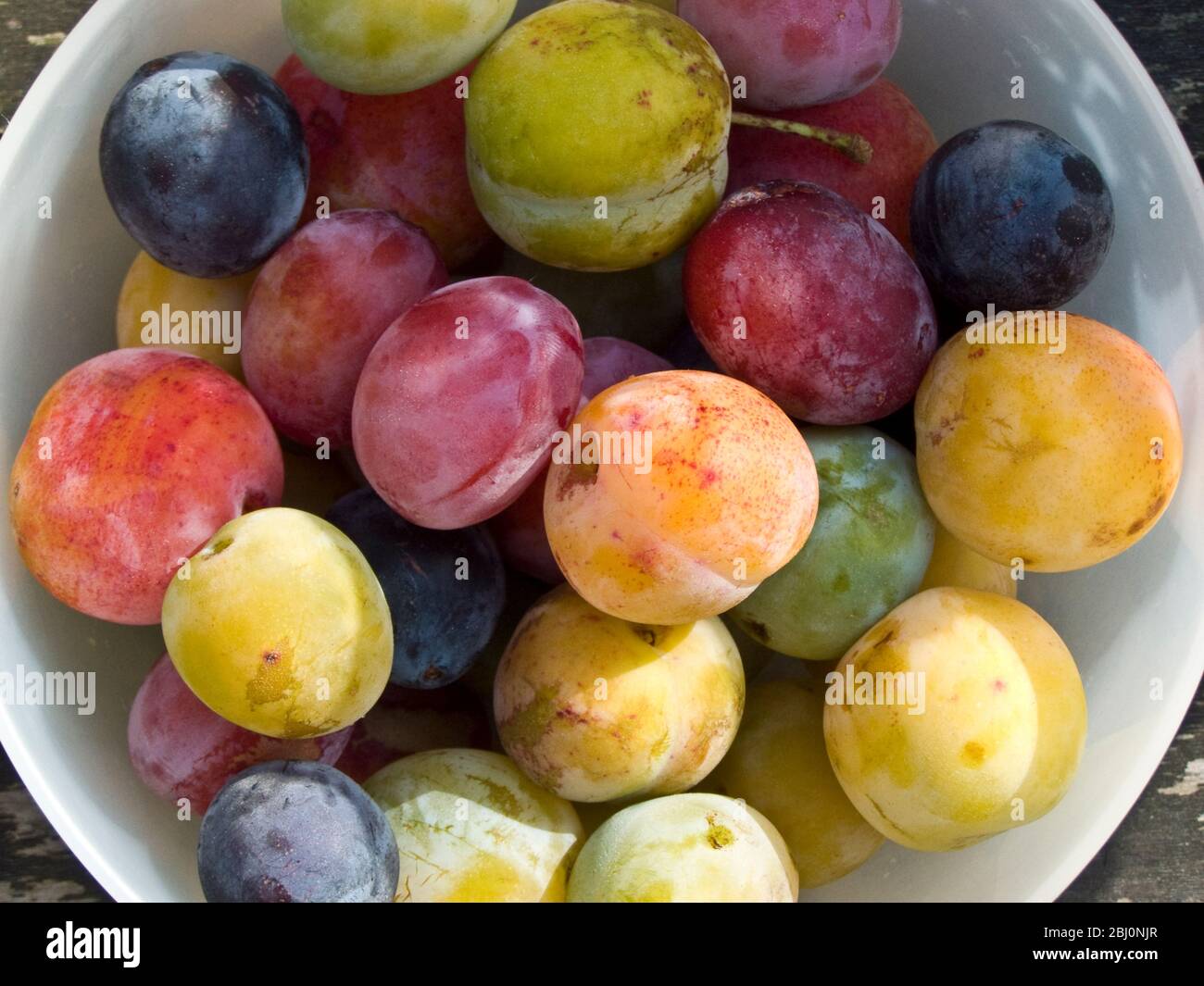 Wonderful variety of freshly picked plums from garden trees. - Stock Photo