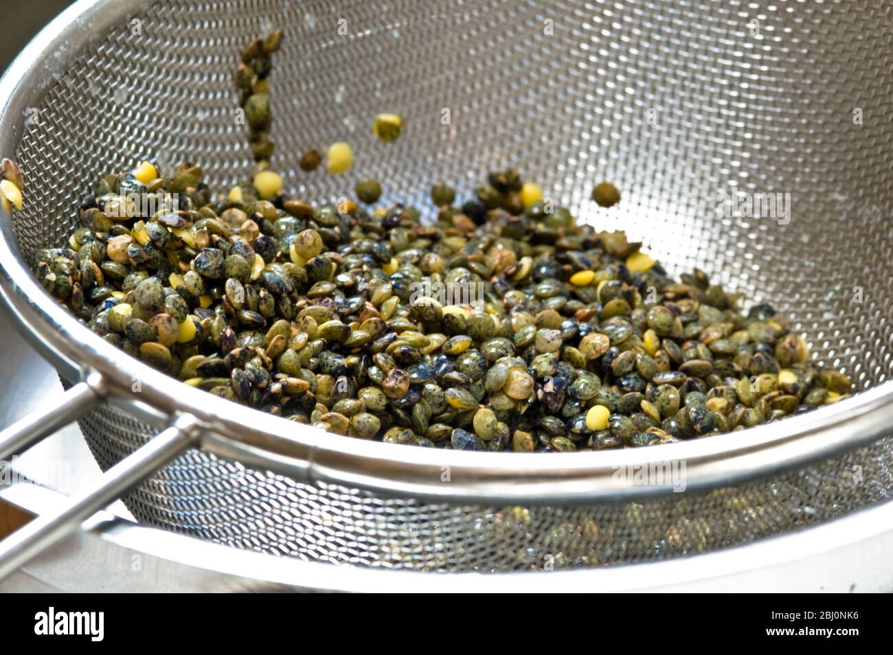 French Puy lentils being washed before cooking - Stock Photo