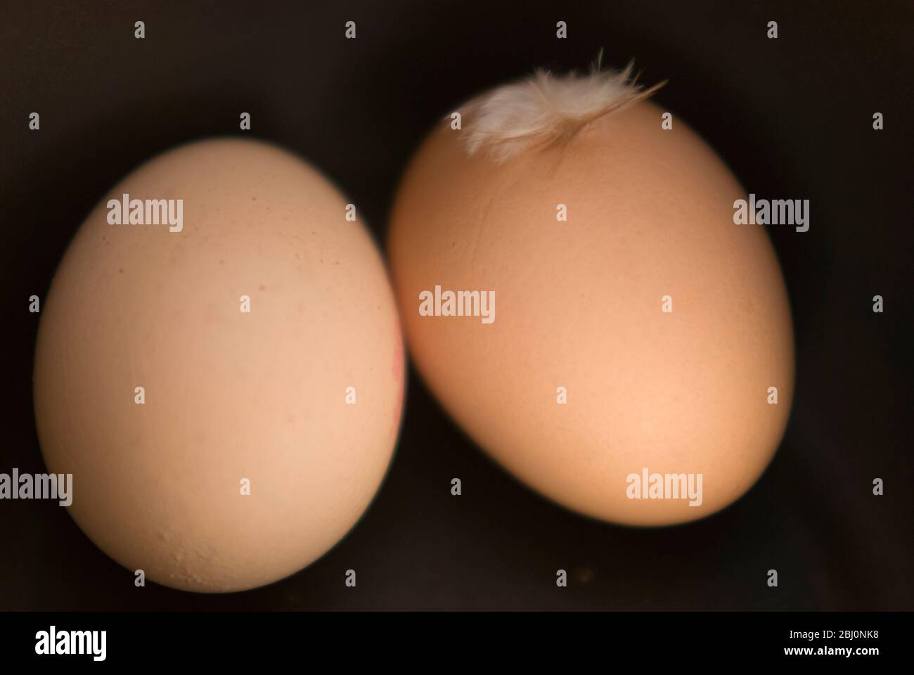 Two brown eggs on black background with feather - Stock Photo