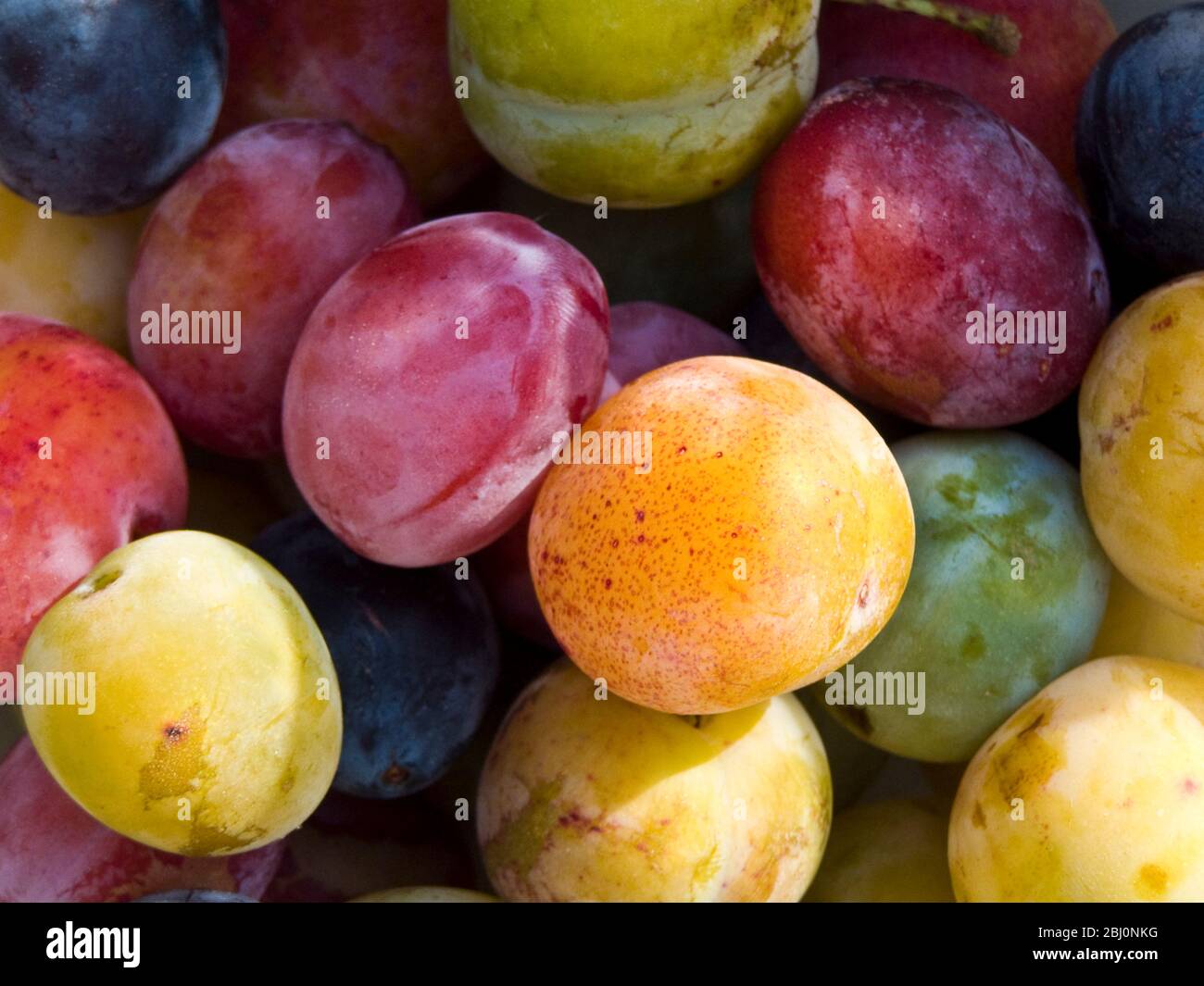 Wonderful variety of freshly picked plums from garden trees. - Stock Photo