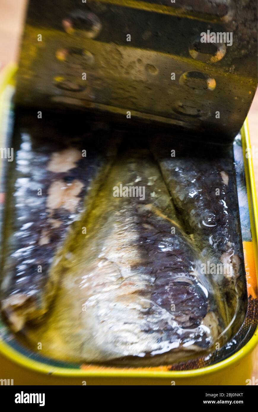 Can of sardines with lid pulled back - Stock Photo