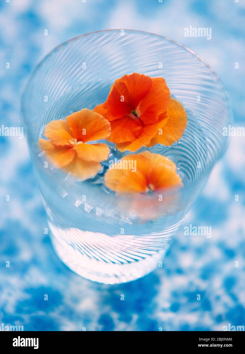 Orange coloured pansy heads floating in water in fine glass tumbler on mottled bue and white surface - Stock Photo