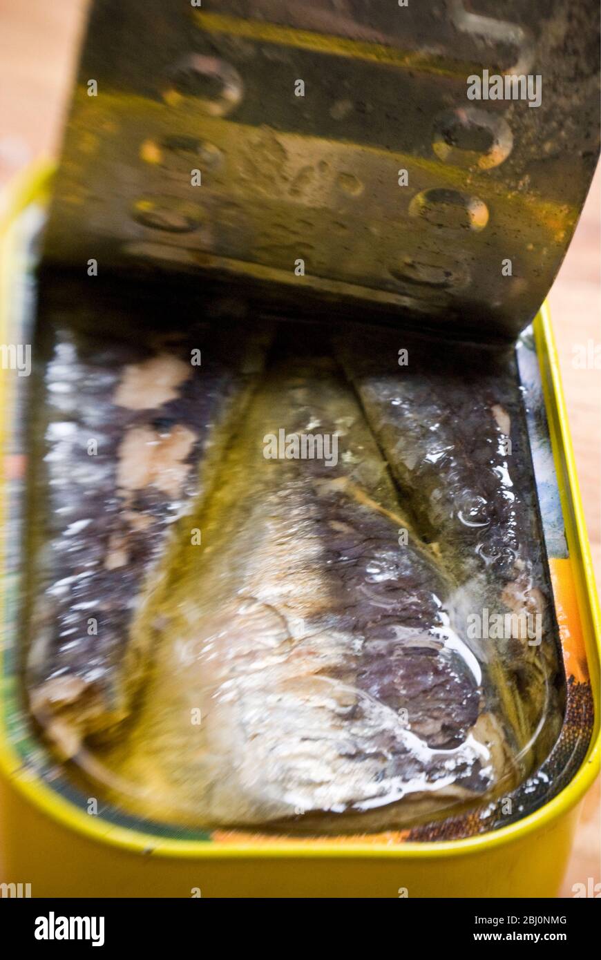 Can of sardines with lid pulled back - Stock Photo
