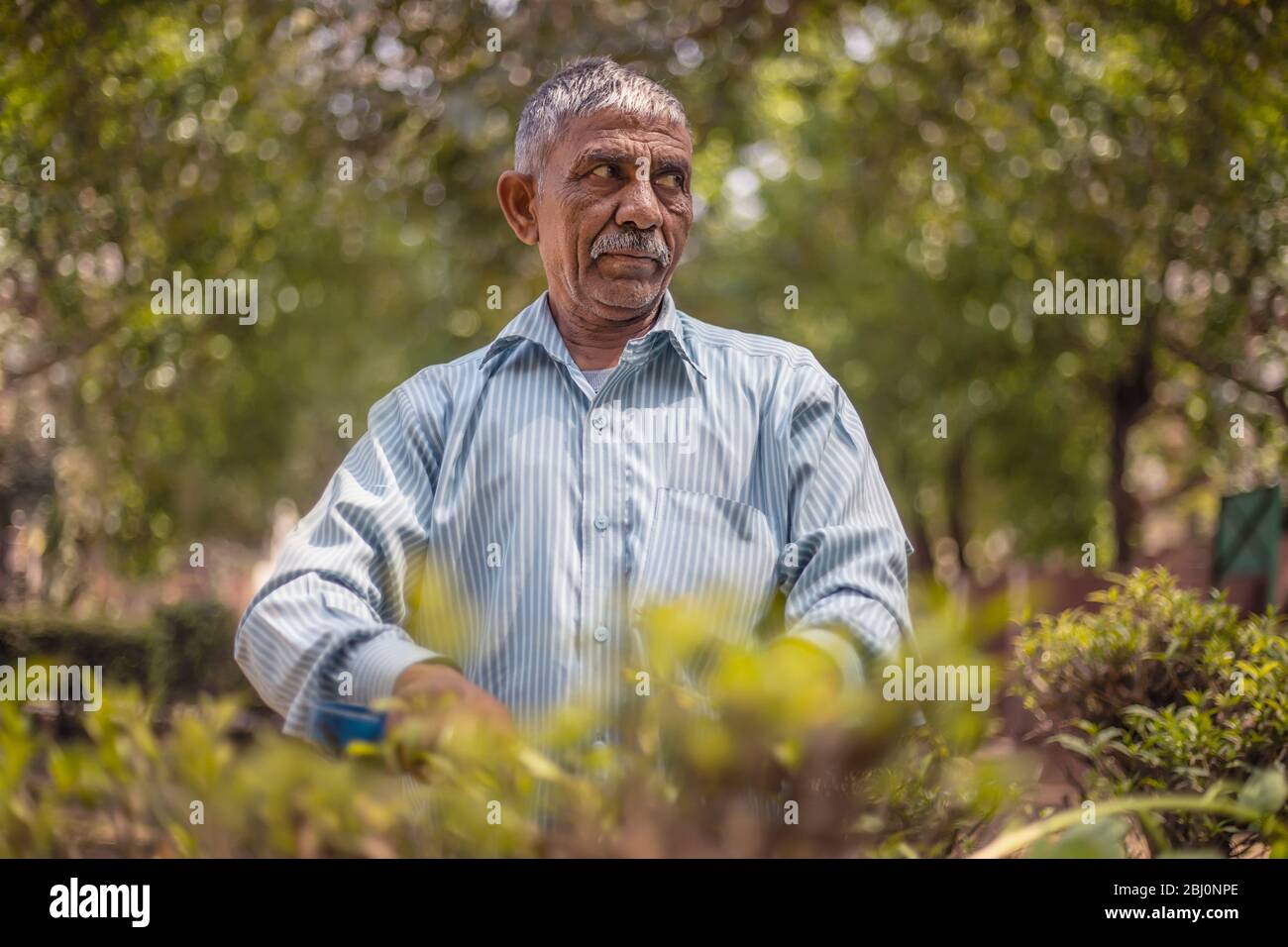 Gardener taking care of the garden by trimming bushes. (Common man) Stock Photo