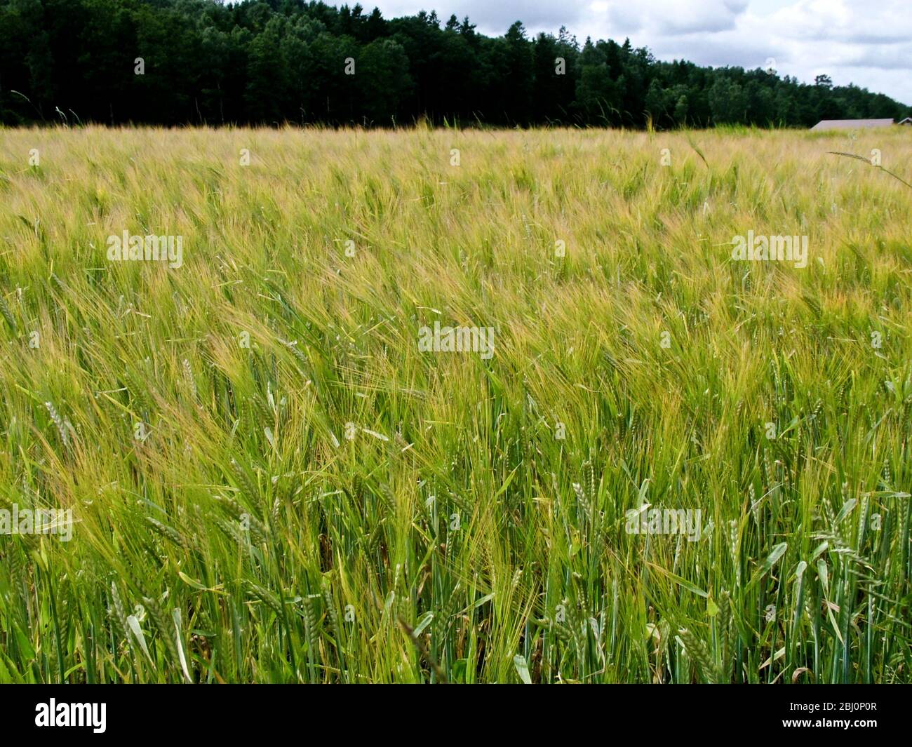 Ripening barley in field in Halland, southern Sweden with forest in the background - Stock Photo