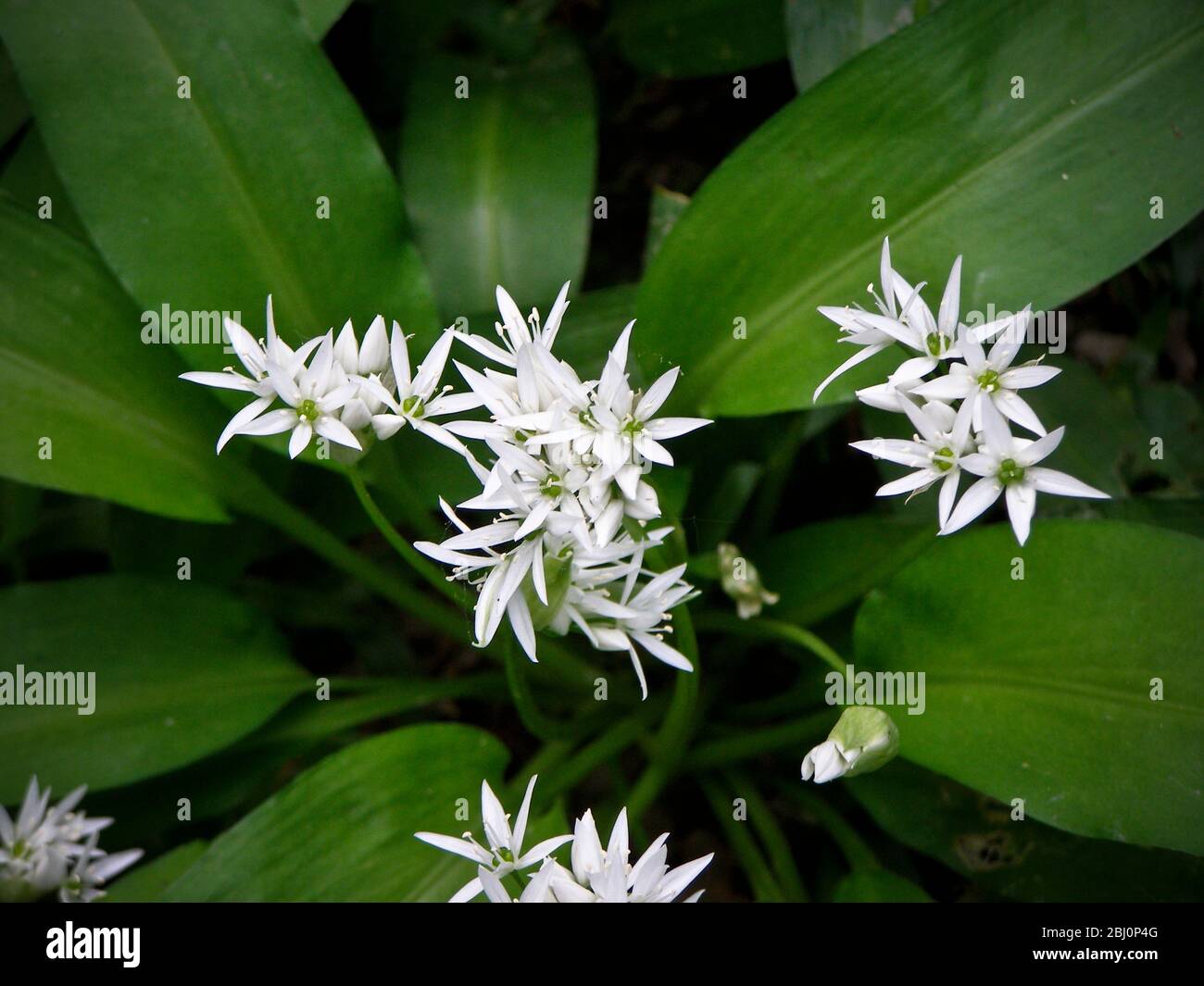 WIld garlic found growing in woods in Kentish Weald, UK. Use the leaves as a seasoning, in salads or as a kind of pesto - Stock Photo