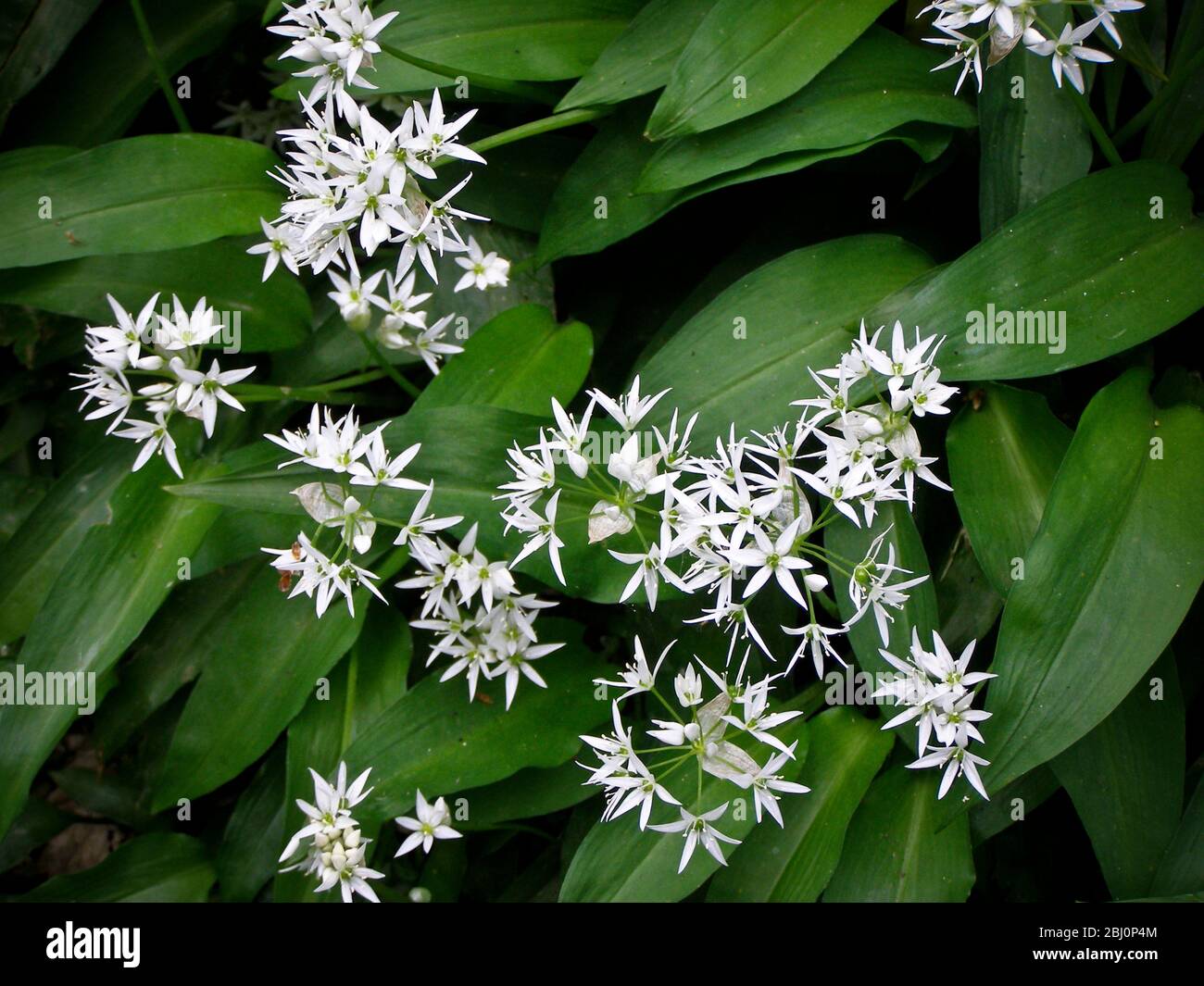 WIld garlic found growing in woods in Kentish Weald, UK. Use the leaves as a seasoning, in salads or as a kind of pesto - Stock Photo