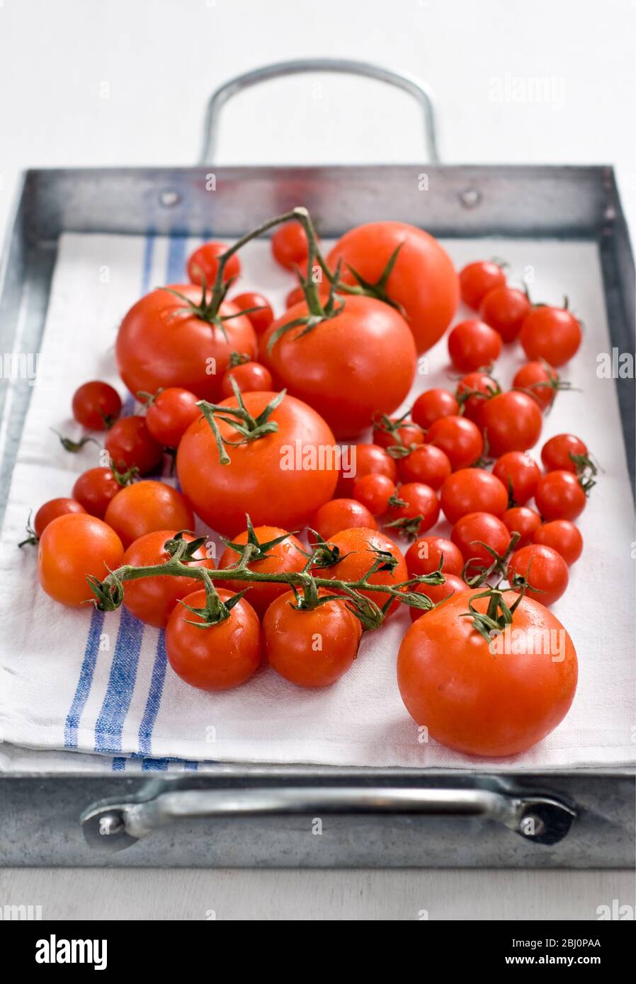 Fresh tomatoes on the vine on laundered tea towel - Stock Photo