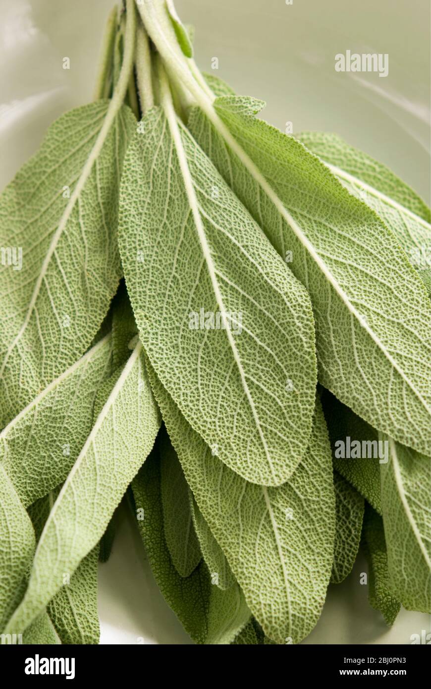 Bunch of fresh sage leaves on green plate - Stock Photo