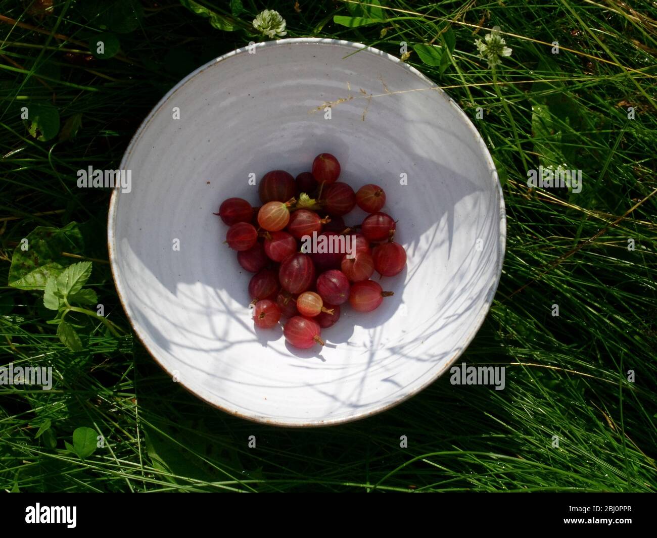 Freshly picked red gooseberries in white ceramic bowl, in sunshine - Stock Photo