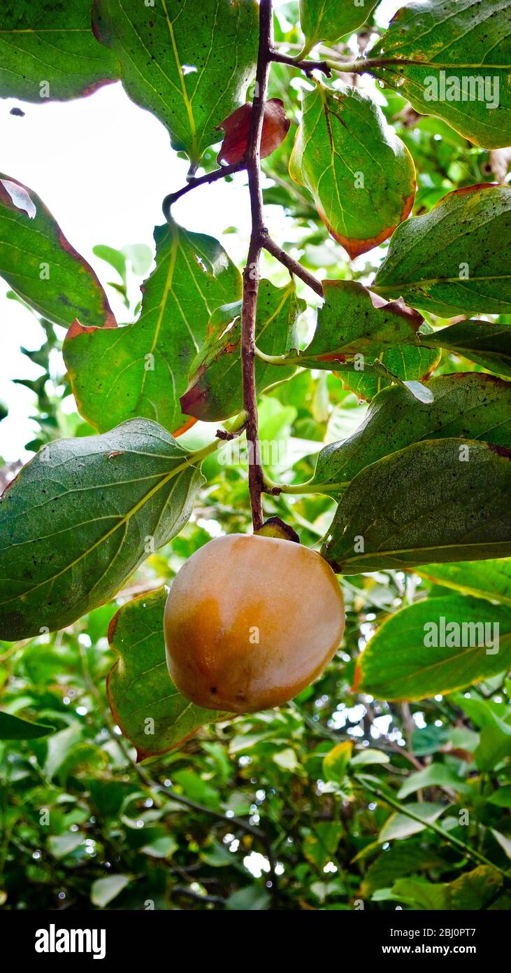 Persimmon trees hires stock photography and images Alamy