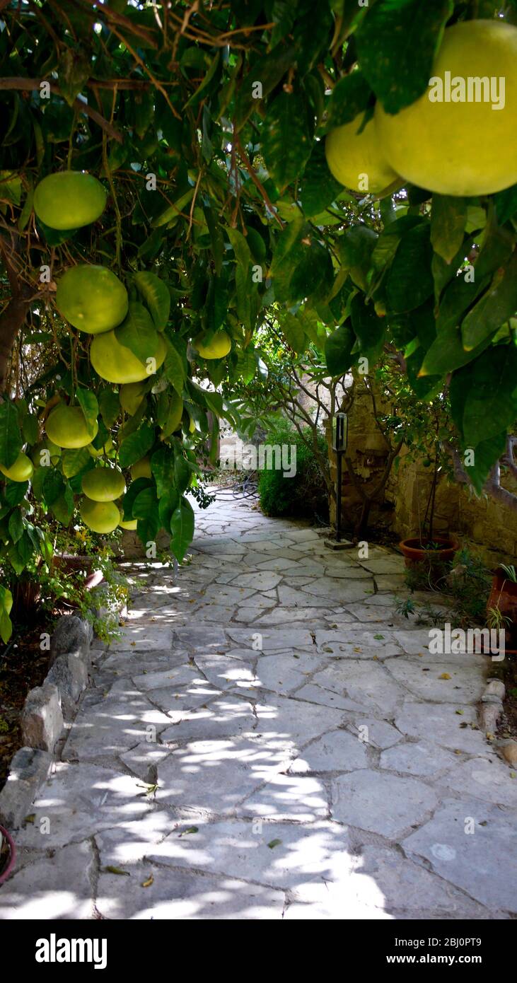 Grapefruit growing in courtyard garden of Cypriot village house. - Stock Photo