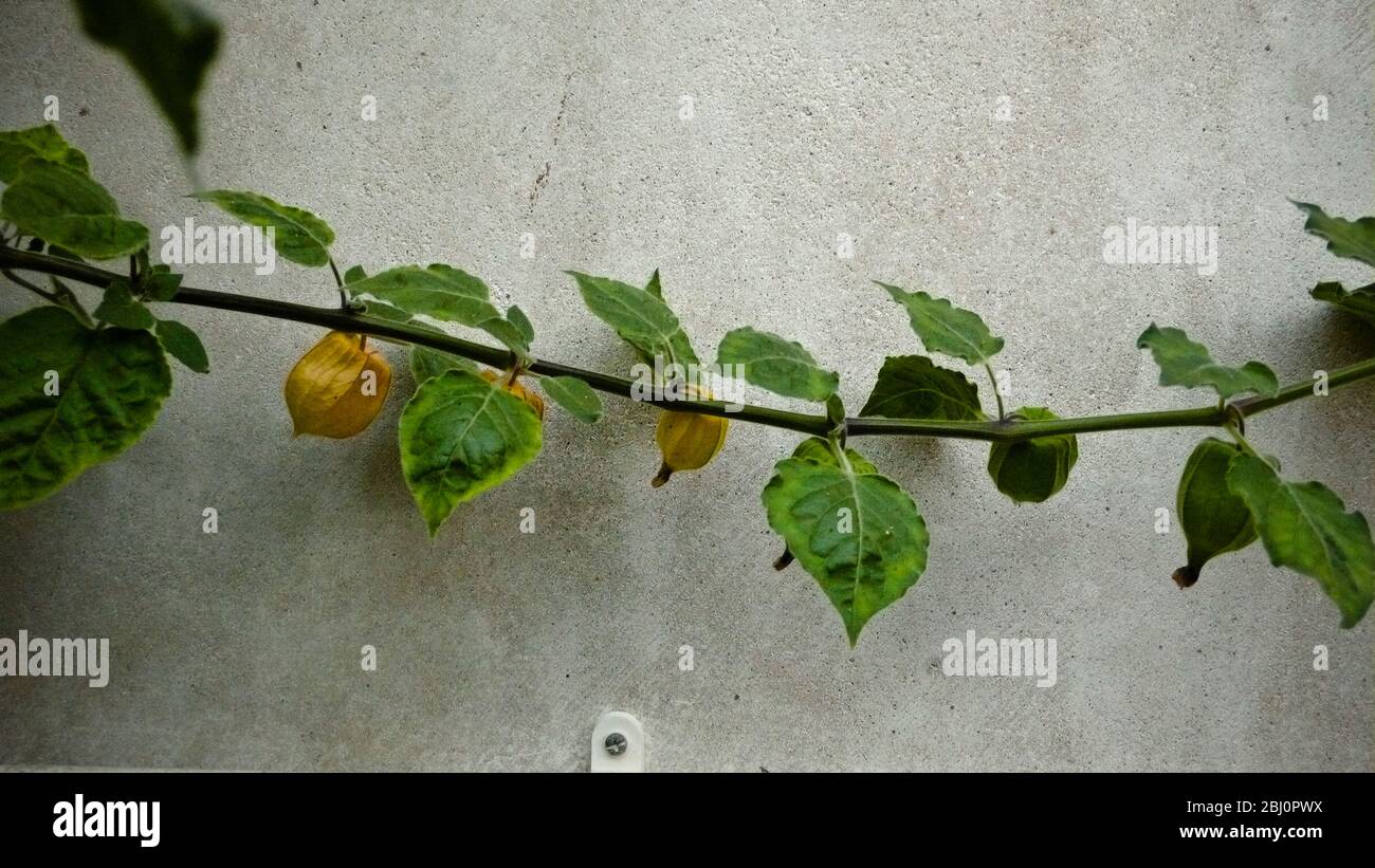 Pthysalis vine against wall of greenhouse. - Stock Photo